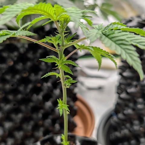 North Thunderfuck growlog timeline photo