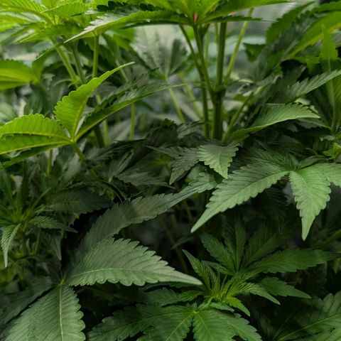 Lemon growlog timeline photo