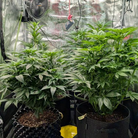 Lemon growlog timeline photo