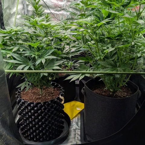 Lemon growlog timeline photo