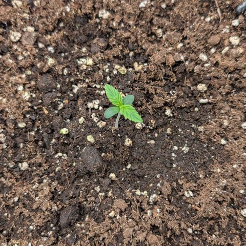 Northern Gaint growlog timeline photo