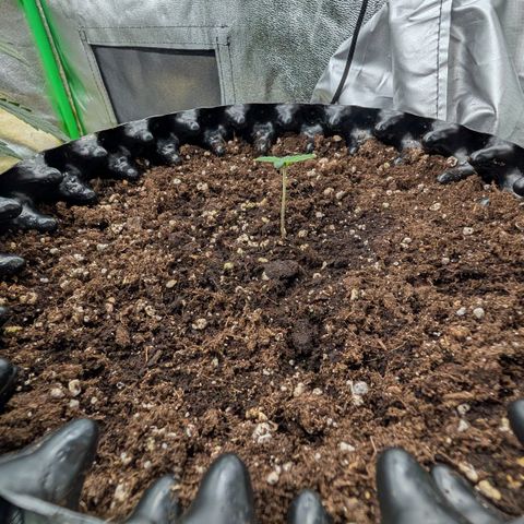 Northern Gaint growlog timeline photo