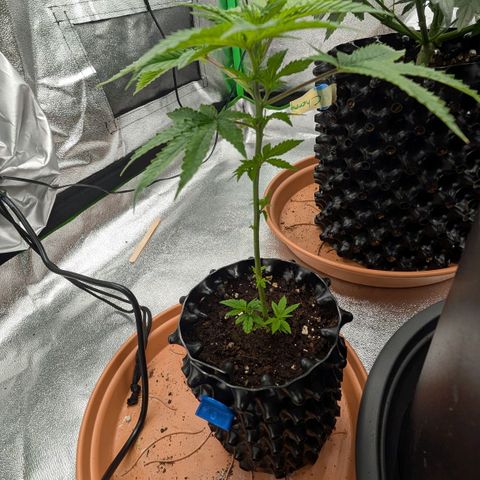 North Thunderfuck growlog timeline photo
