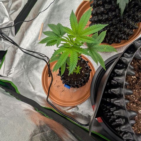 North Thunderfuck growlog timeline photo