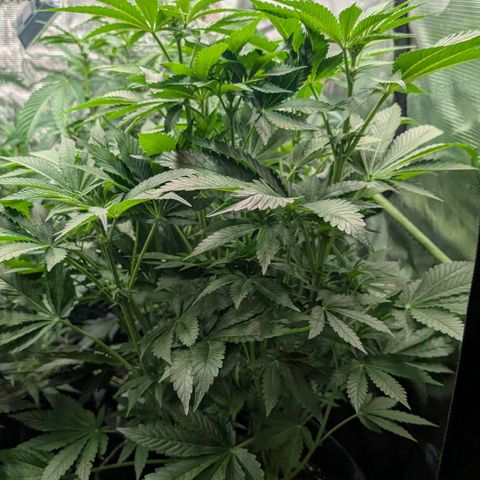 Lemon growlog timeline photo