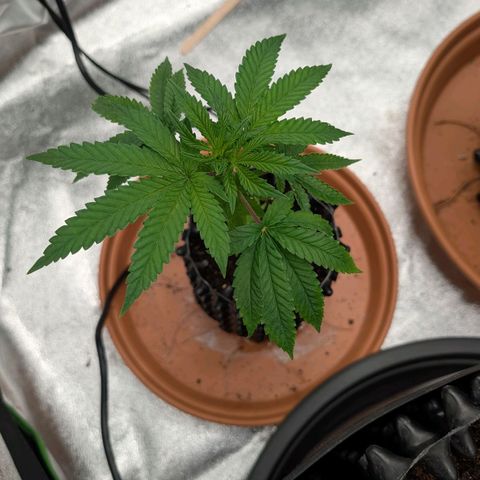 North Thunderfuck growlog timeline photo