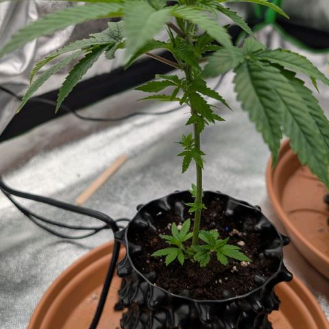 North Thunderfuck growlog timeline photo