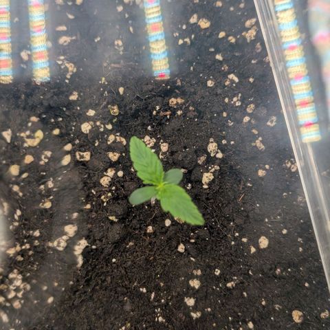 Northern Gaint growlog timeline photo