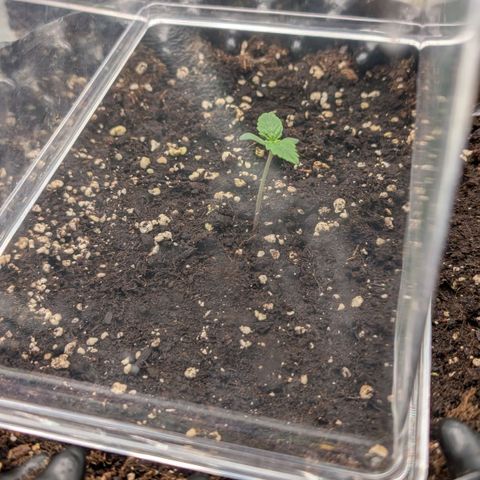 Northern Gaint growlog timeline photo