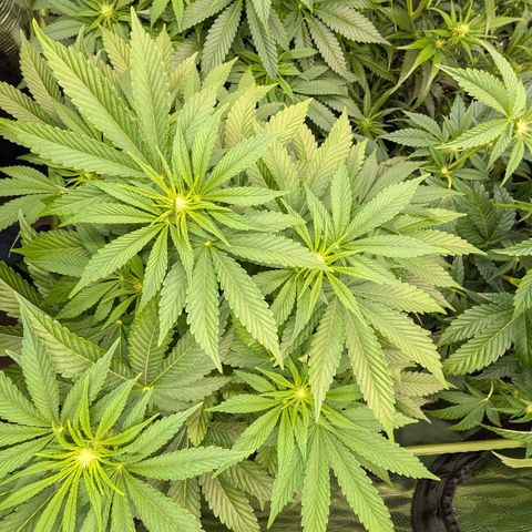 Lemon growlog timeline photo