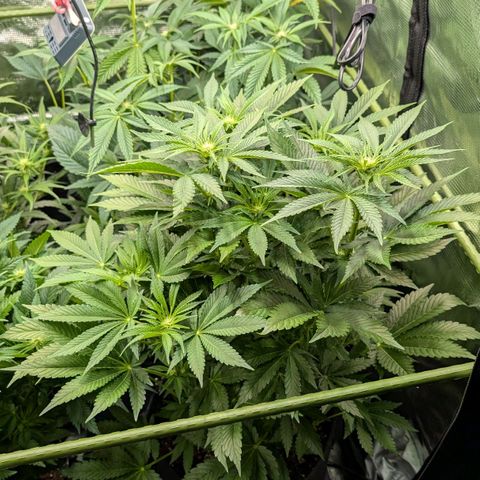 Lemon growlog timeline photo