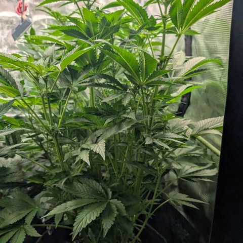 Lemon growlog timeline photo