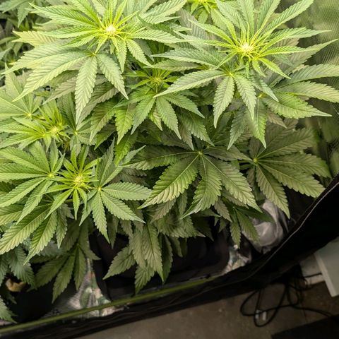 Lemon growlog timeline photo