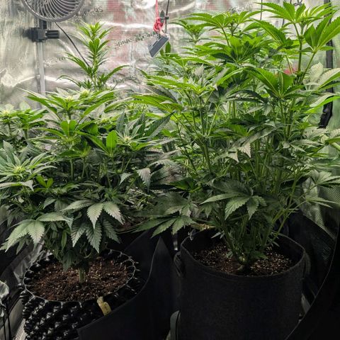 Lemon growlog timeline photo