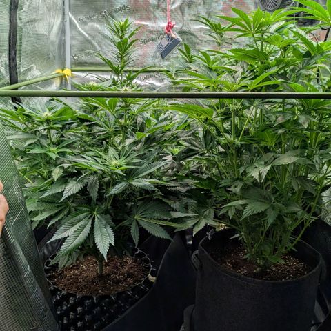 Lemon growlog timeline photo