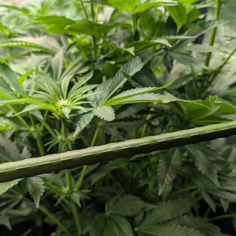 Lemon growlog timeline photo