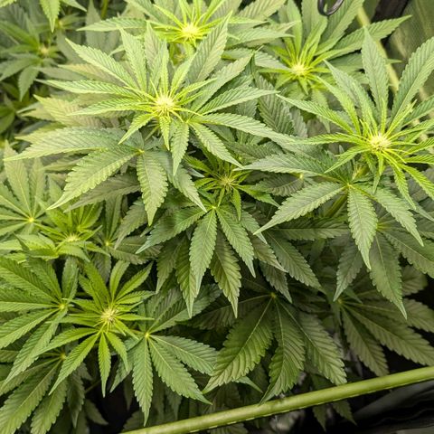 Lemon growlog timeline photo