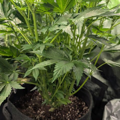 Lemon growlog timeline photo