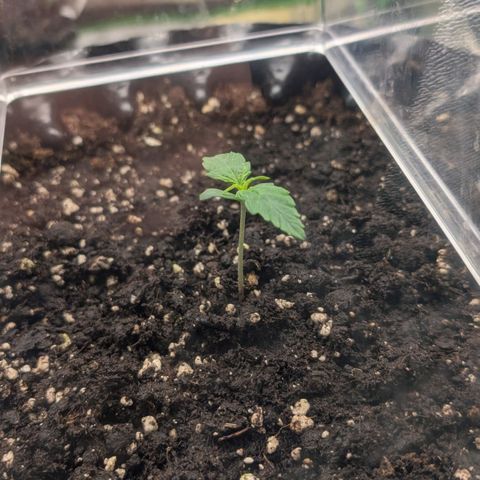Northern Gaint growlog timeline photo
