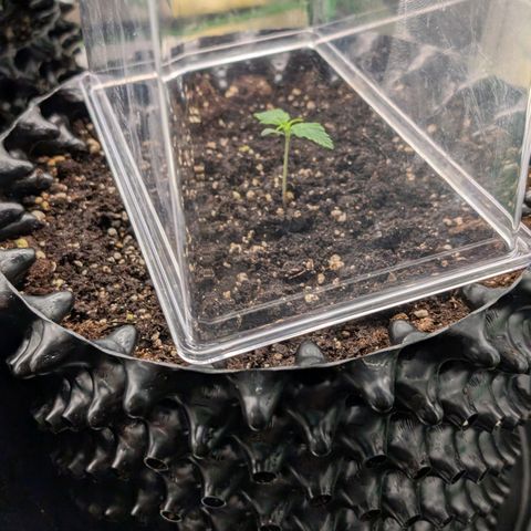 Northern Gaint growlog timeline photo