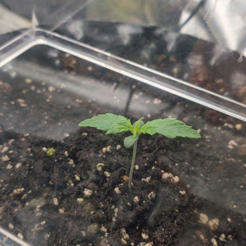 Northern Gaint growlog timeline photo
