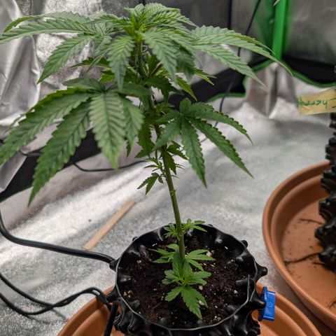 North Thunderfuck growlog timeline photo