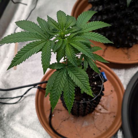 North Thunderfuck growlog timeline photo