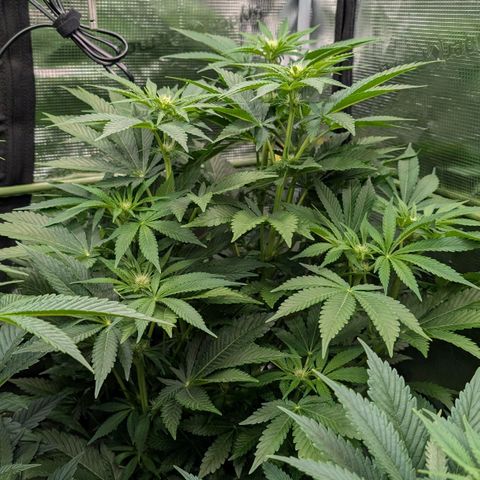 Lemon growlog timeline photo