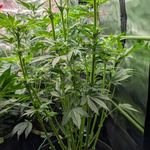 Lemon growlog timeline photo