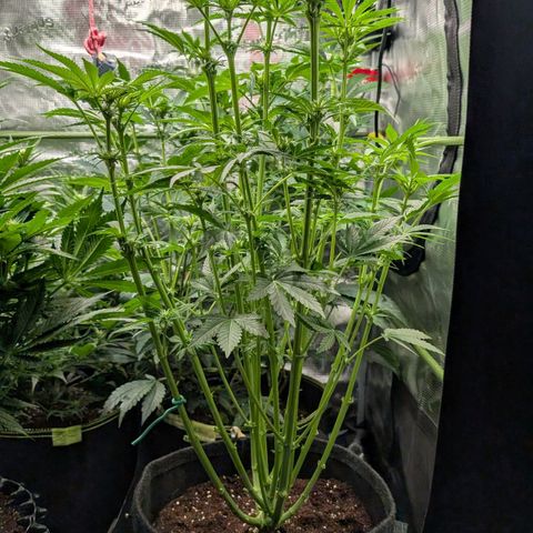 Lemon growlog timeline photo