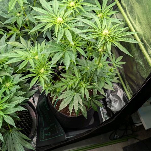 Lemon growlog timeline photo