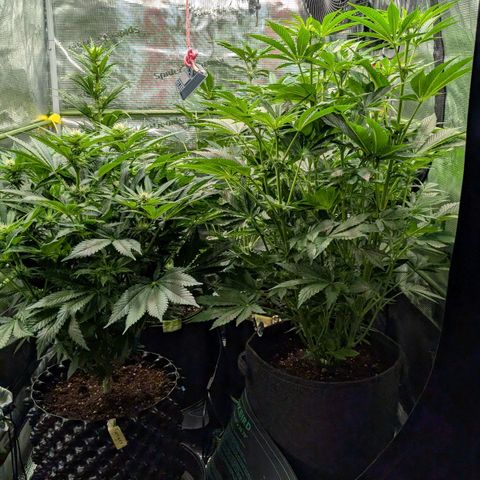 Lemon growlog timeline photo