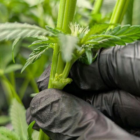 Lemon growlog photo: Pollensäcke????😭🤮