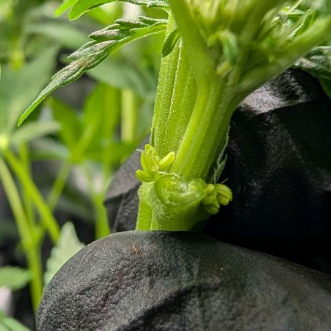 Lemon growlog photo: Pollensäcke????😭🤮