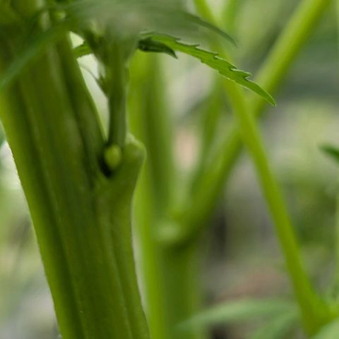 Lemon growlog photo: Pollensäcke????😭🤮