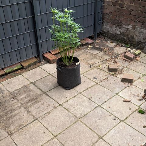 Lemon growlog timeline photo