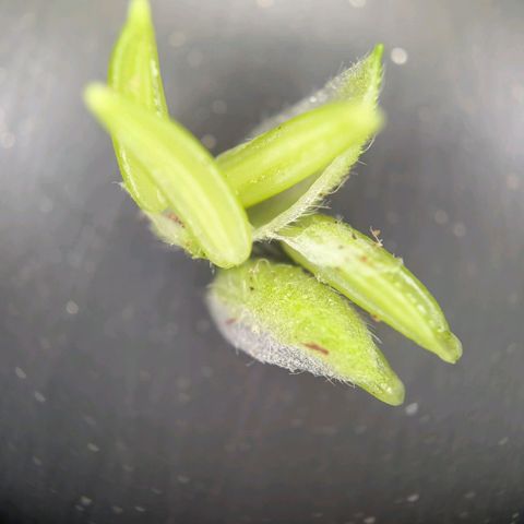 Lemon growlog timeline photo