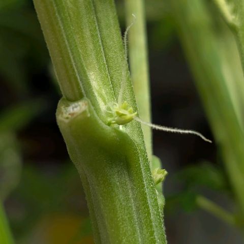 Lemon growlog timeline photo