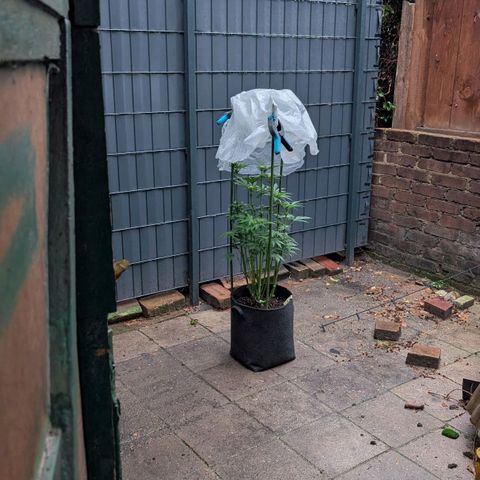 Lemon growlog timeline photo