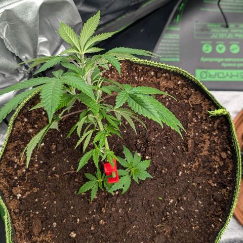 North Thunderfuck growlog timeline photo