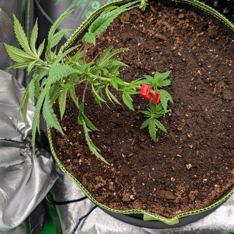 North Thunderfuck growlog timeline photo