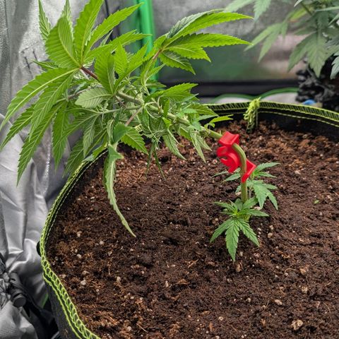 North Thunderfuck growlog timeline photo