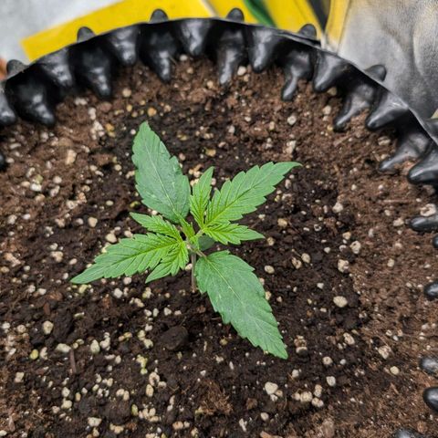 Northern Gaint growlog timeline photo