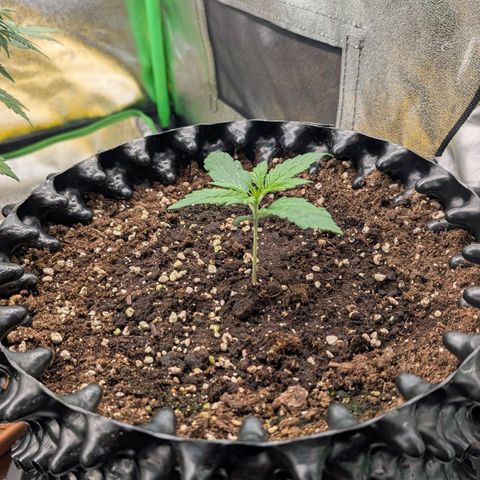 Northern Gaint growlog timeline photo
