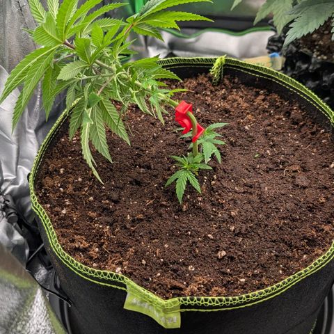 North Thunderfuck growlog timeline photo