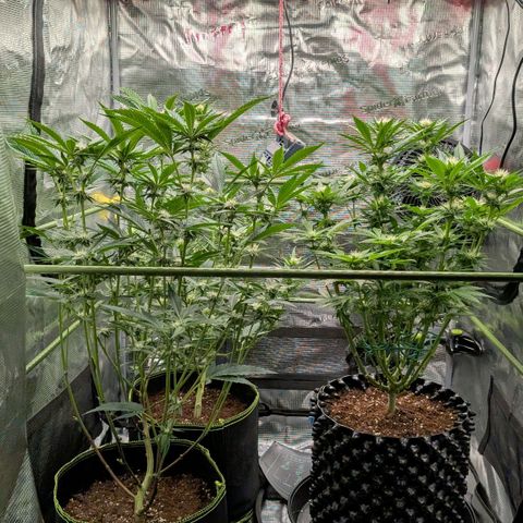 Lemon growlog timeline photo