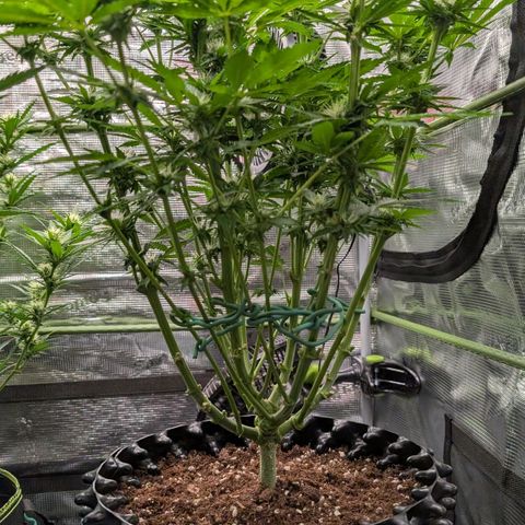 Lemon growlog timeline photo