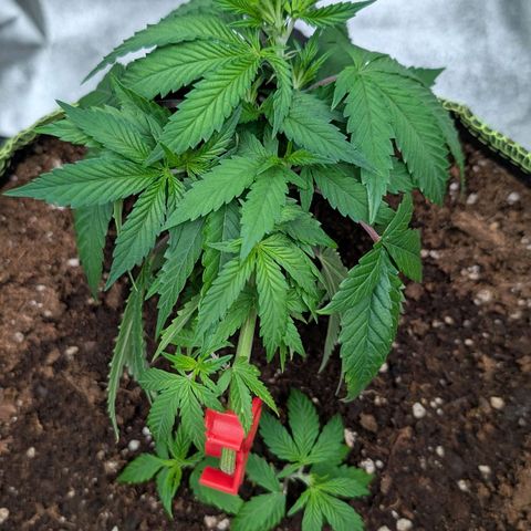 North Thunderfuck growlog timeline photo