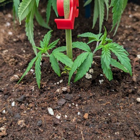 North Thunderfuck growlog timeline photo