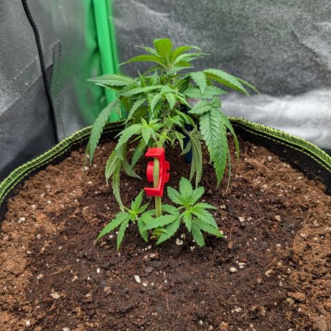 North Thunderfuck growlog timeline photo